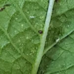 Meet your Posher, Sasha alena